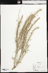 Artemisia filifolia image