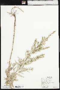 Artemisia ludoviciana var. ludoviciana image