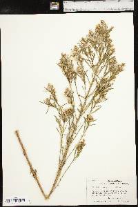 Baccharis neglecta image