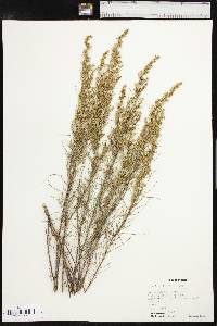 Artemisia filifolia image