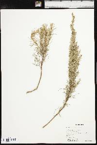 Artemisia filifolia image