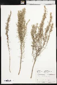 Artemisia filifolia image