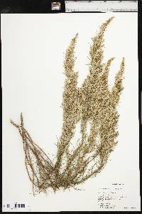 Artemisia filifolia image