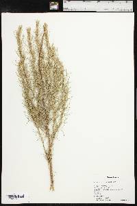 Artemisia filifolia image