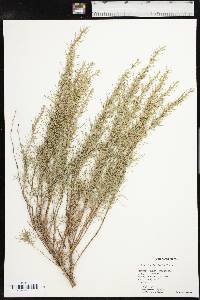 Artemisia filifolia image