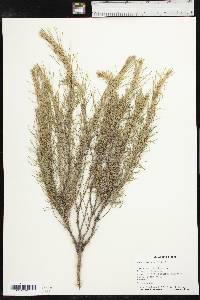 Artemisia filifolia image