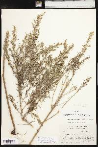 Artemisia ludoviciana subsp. mexicana image