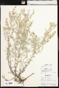 Artemisia ludoviciana var. ludoviciana image