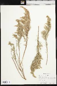 Artemisia filifolia image