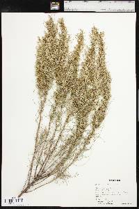 Artemisia filifolia image