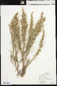 Artemisia filifolia image