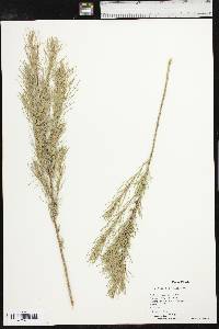 Artemisia filifolia image