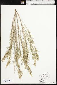 Artemisia filifolia image