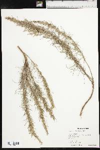 Artemisia filifolia image