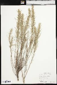 Artemisia filifolia image