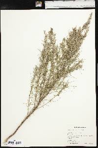 Artemisia filifolia image