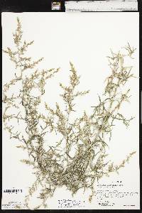 Artemisia ludoviciana subsp. mexicana image