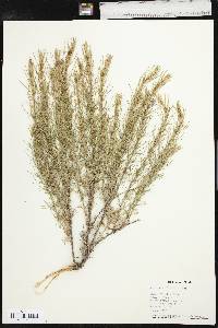 Artemisia filifolia image