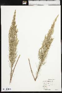 Artemisia filifolia image