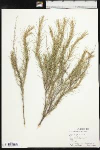 Artemisia filifolia image