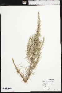 Artemisia filifolia image