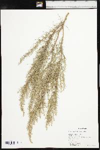 Artemisia filifolia image