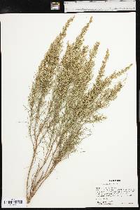 Artemisia filifolia image