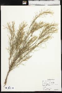 Artemisia filifolia image