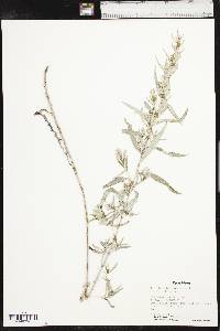 Artemisia ludoviciana var. ludoviciana image