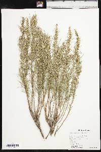 Artemisia filifolia image