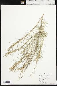 Artemisia filifolia image