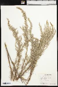 Artemisia filifolia image