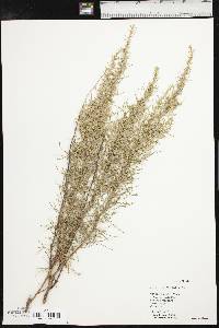 Artemisia filifolia image