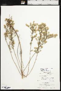 Symphyotrichum ericoides var. ericoides image