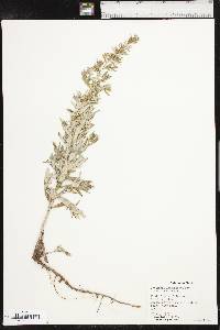 Artemisia ludoviciana var. ludoviciana image