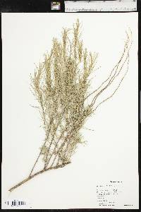 Artemisia filifolia image