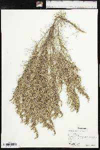 Artemisia filifolia image