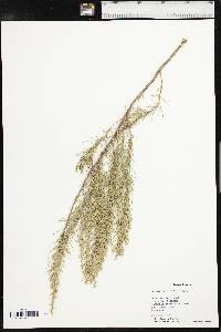 Artemisia filifolia image