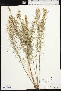 Artemisia filifolia image