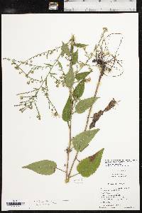 Symphyotrichum drummondii image