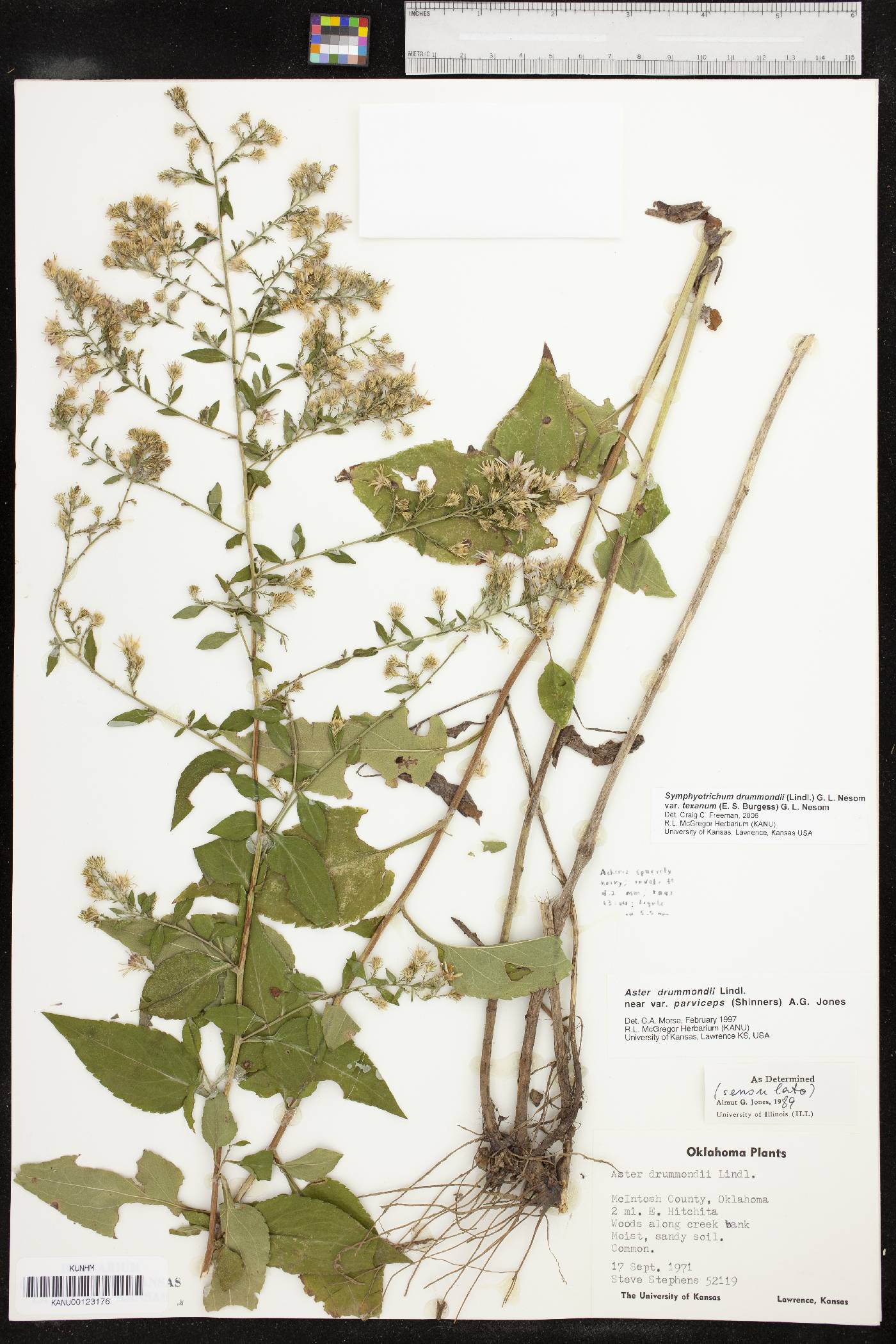 Symphyotrichum drummondii var. texanum image