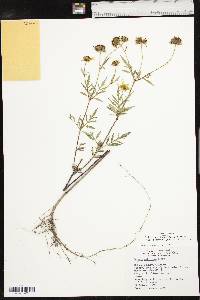 Bidens polylepis image