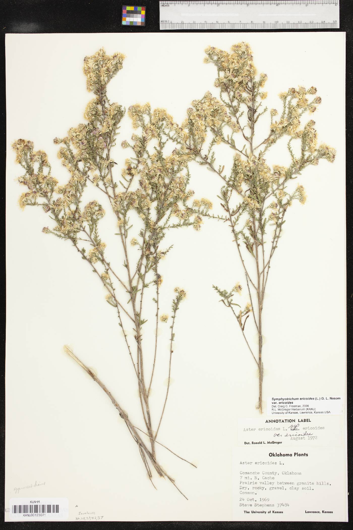 Symphyotrichum ericoides var. ericoides image