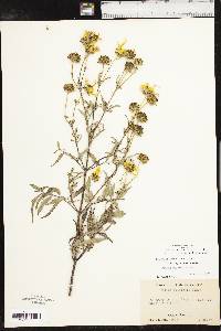 Bidens polylepis image