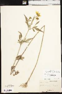 Bidens polylepis image