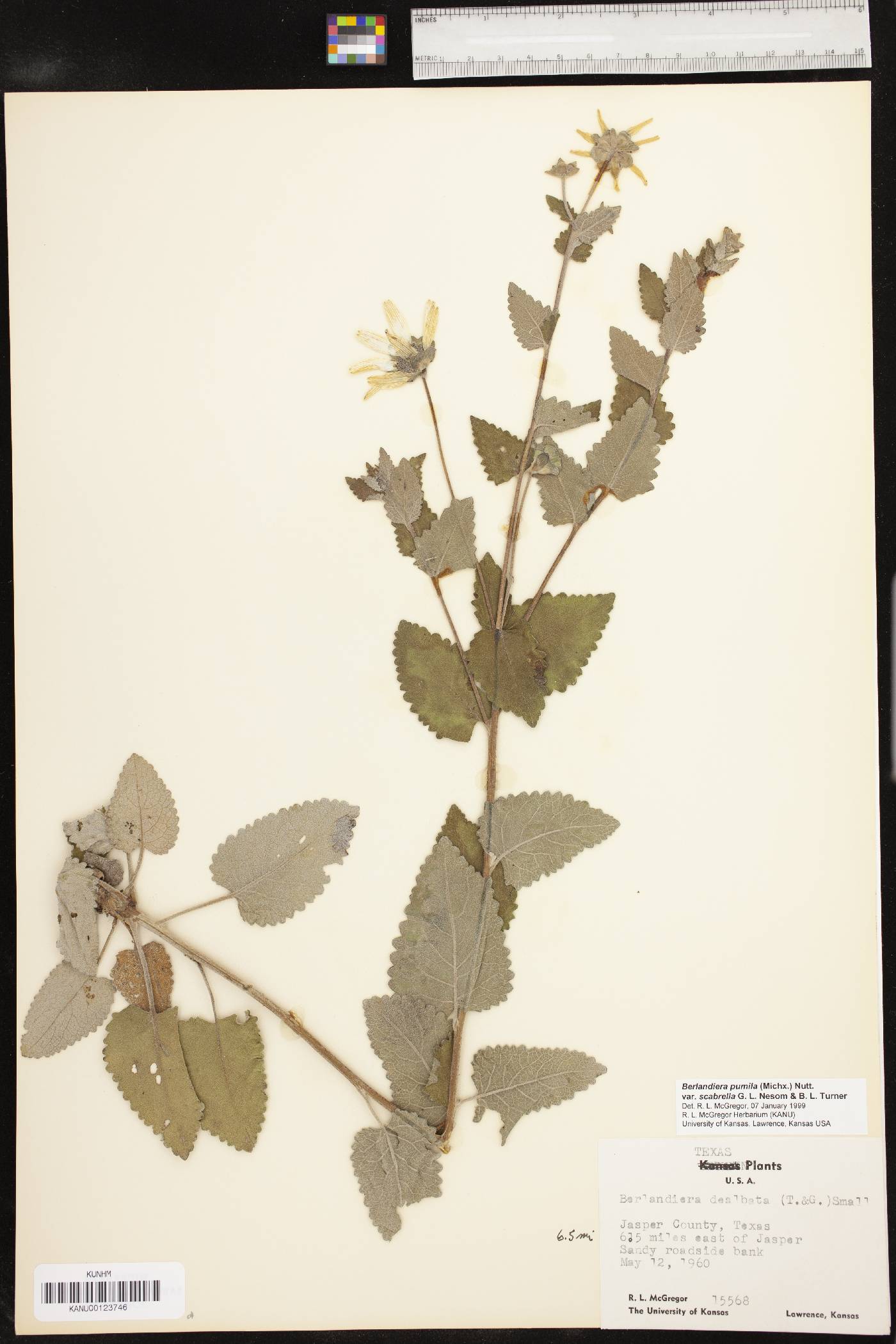 Berlandiera pumila var. scabrella image