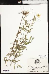 Bidens polylepis image