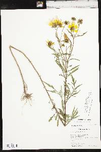 Bidens polylepis image