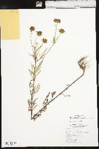 Bidens polylepis image