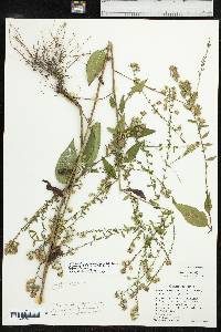 Symphyotrichum drummondii image